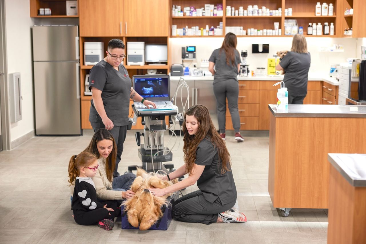Four ways VEG ER for Pets is revolutionizing emergency veterinary care
