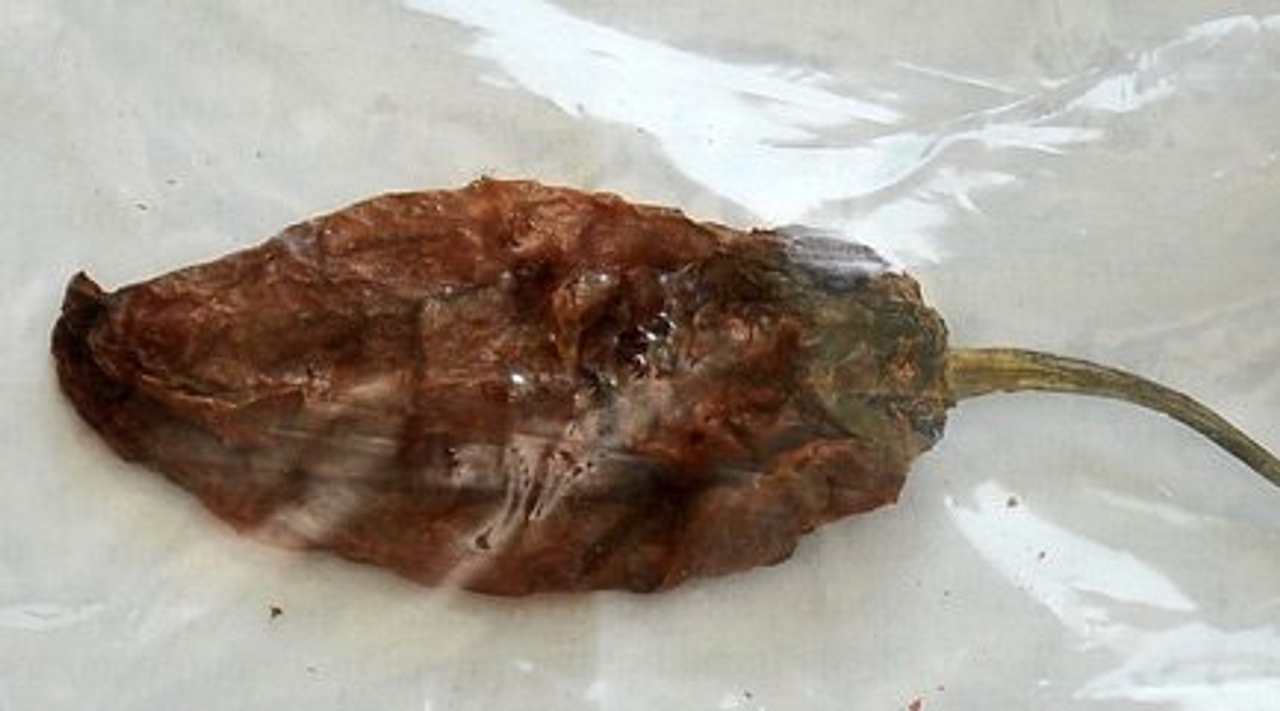 The hottest pepper on Earth? (Photo by Peter Baer)