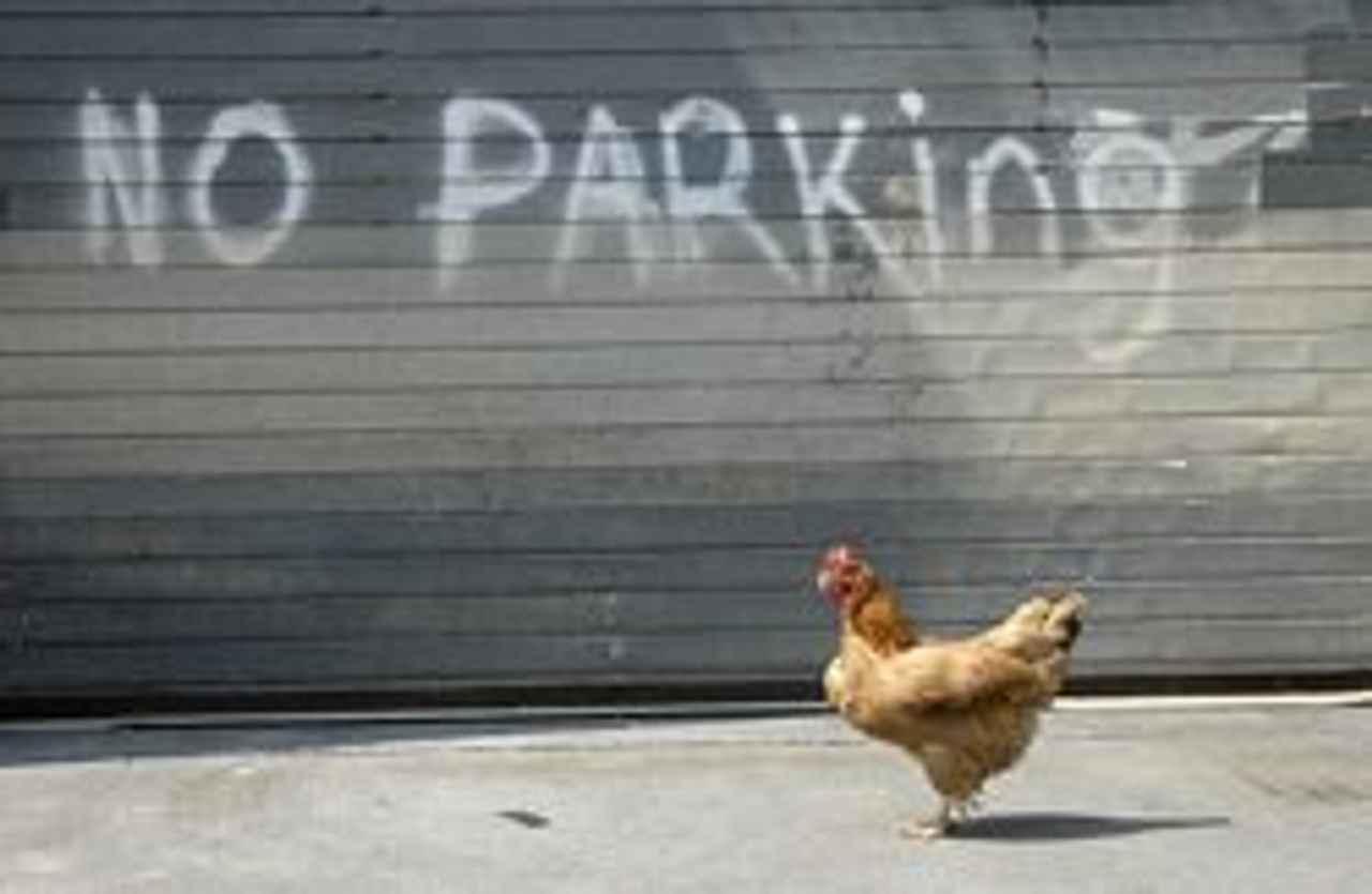 Cry fowl: Opinions differ on the value of inner-city chickens (Photo by Jon Feinstein)