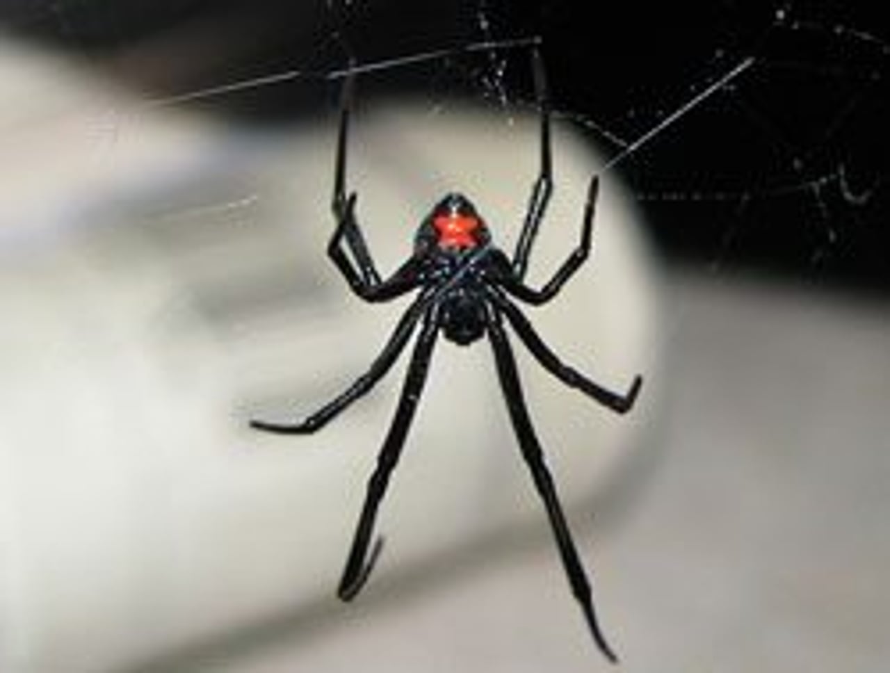 Spider fan: a Torontonian opted to spare the life of the black widow spider he found among his grapes (Photo by Care_SMC)