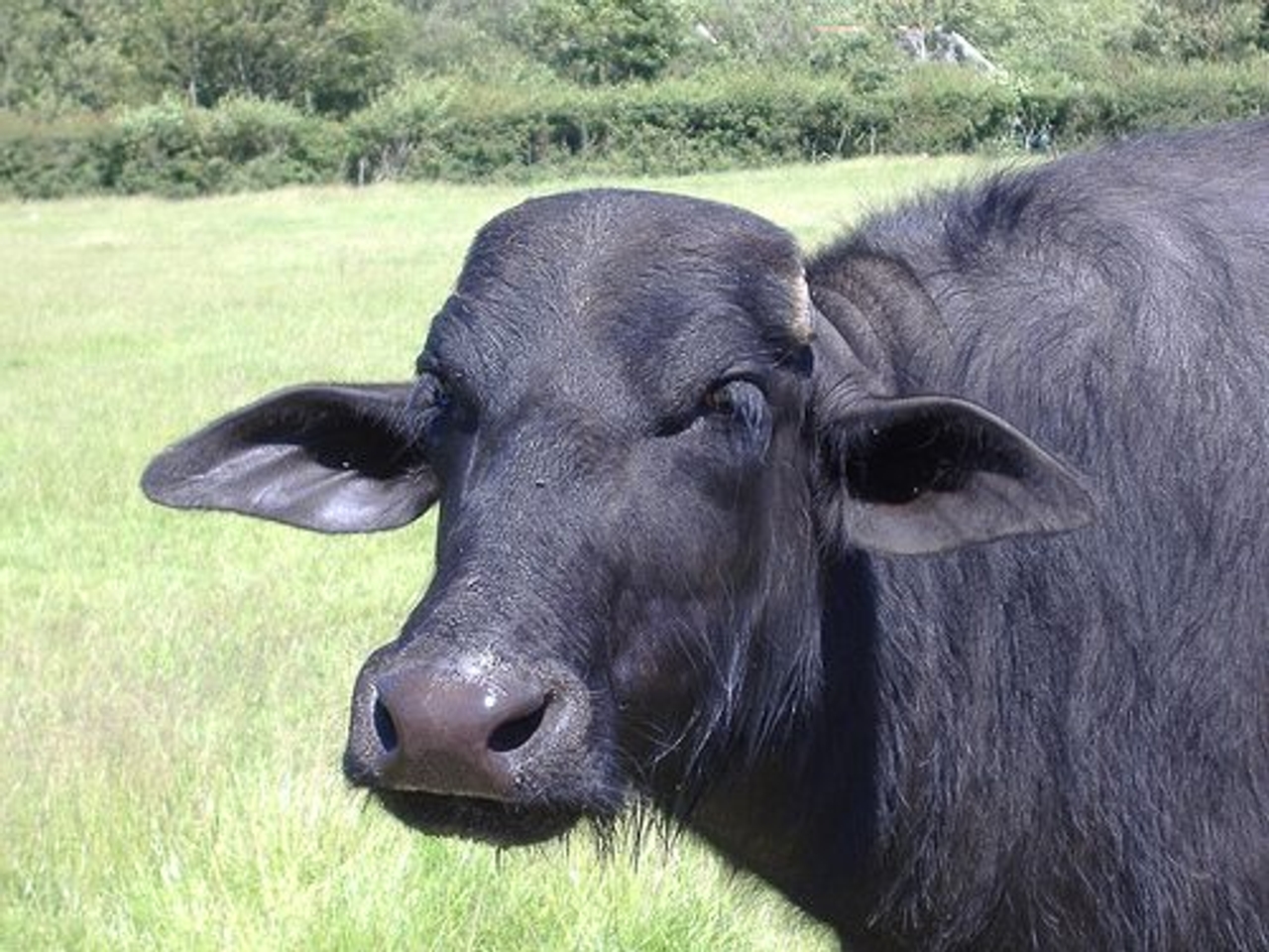 Water buffalo have picky milking needs (Photo by Cathy, Sam, Max and Mai)