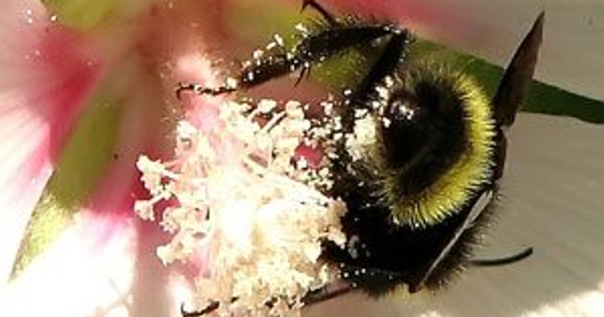 Latest buzz: bee pollen is the new super-disturbing superfood - Toronto ...