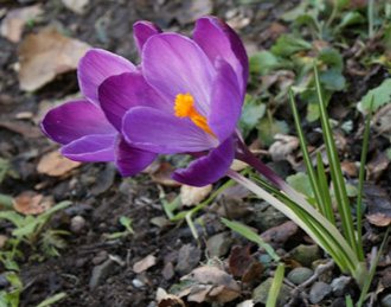 Canada Blooms offers a hint of spring this weekend  (Image: Deborah)