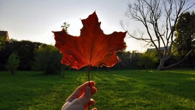 Celebrate Canada Day in style