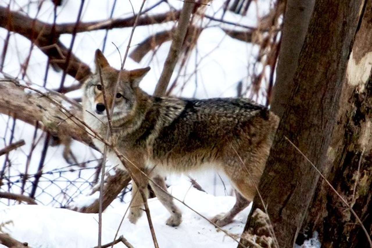 Coyote spotted in Neville Park (Image: George Socka)