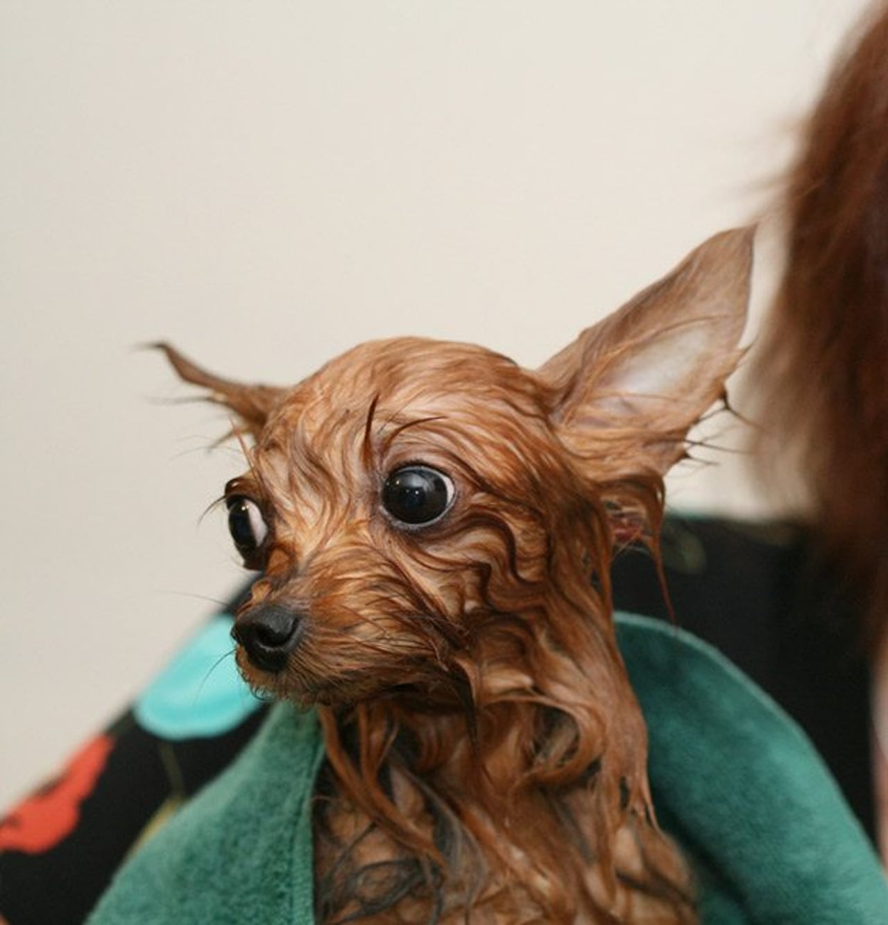 It’s coming! Cute puppies taking baths in a park (for charity)
