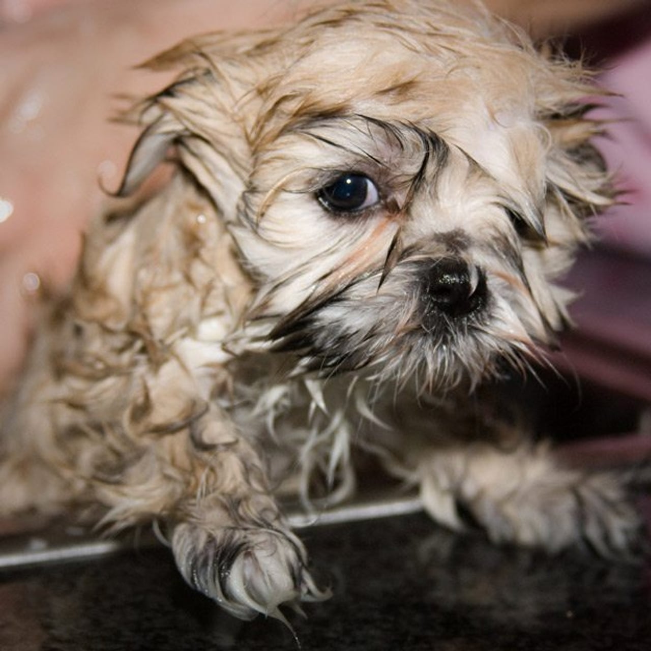It’s coming! Cute puppies taking baths in a park (for charity)
