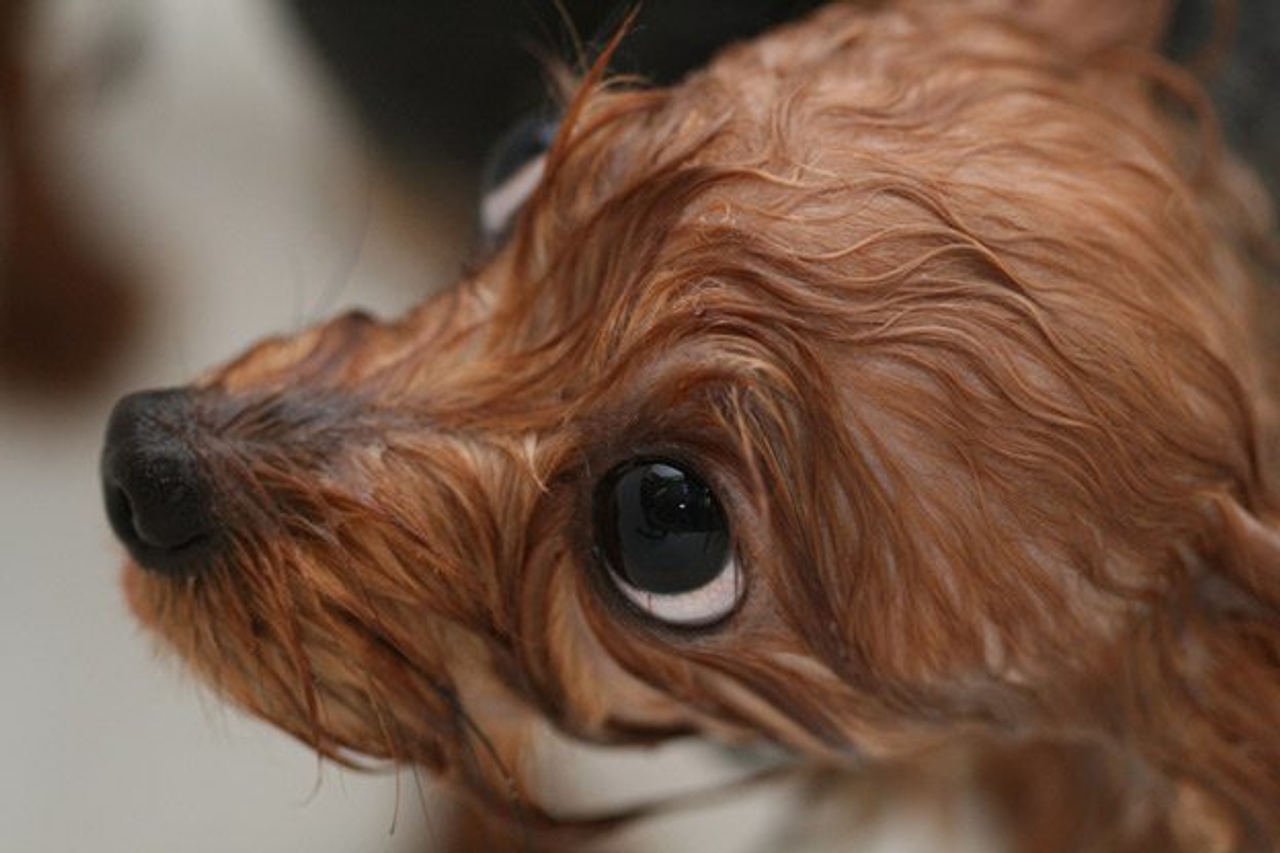 It’s coming! Cute puppies taking baths in a park (for charity)