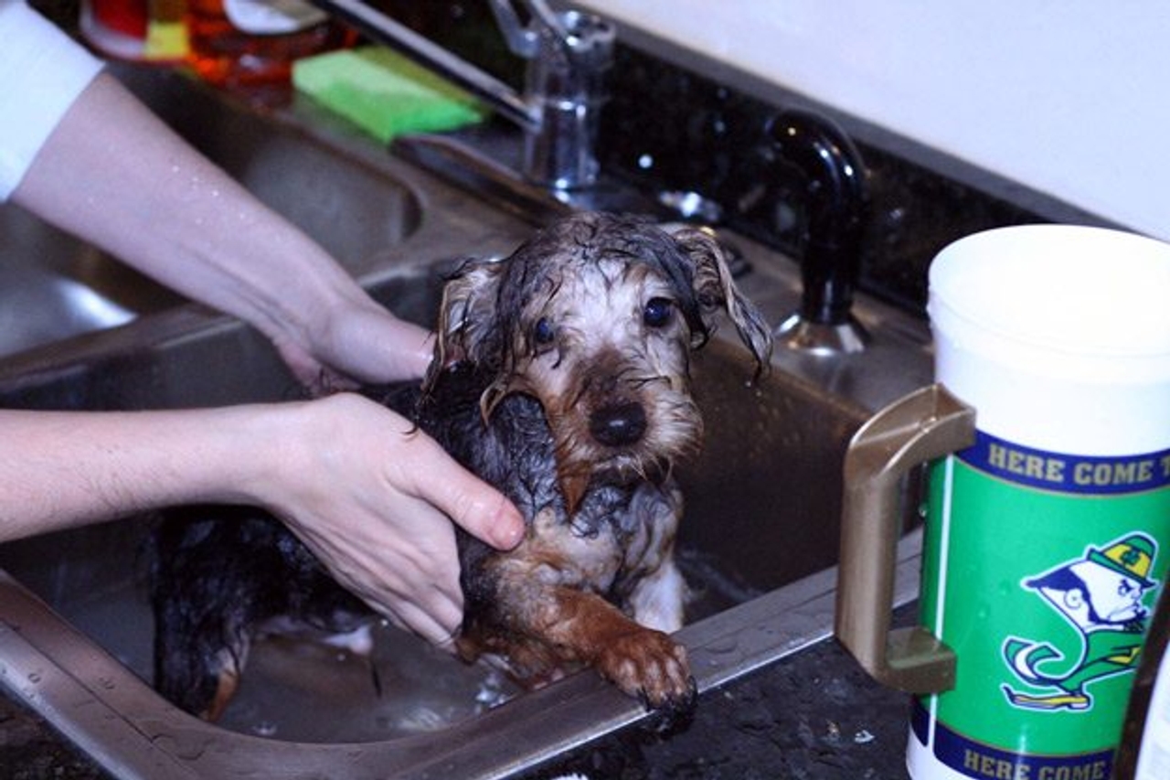 It’s coming! Cute puppies taking baths in a park (for charity)
