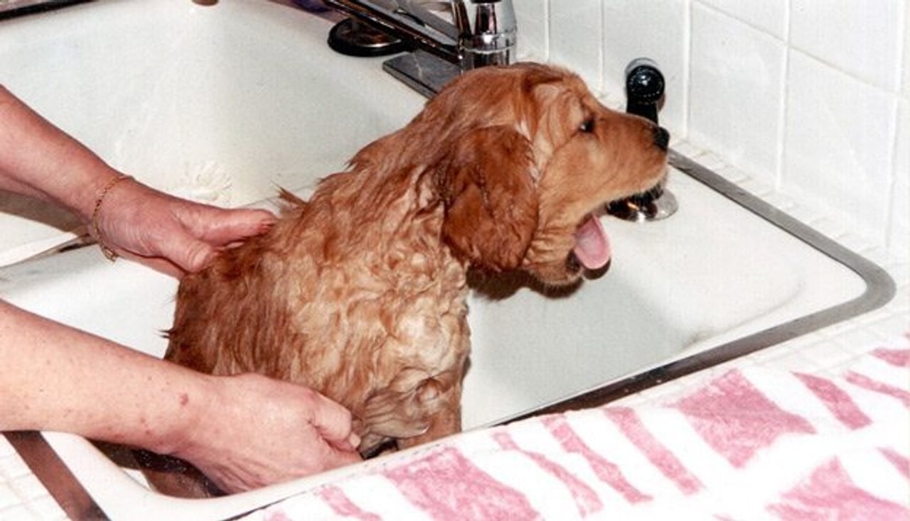 It’s coming! Cute puppies taking baths in a park (for charity)