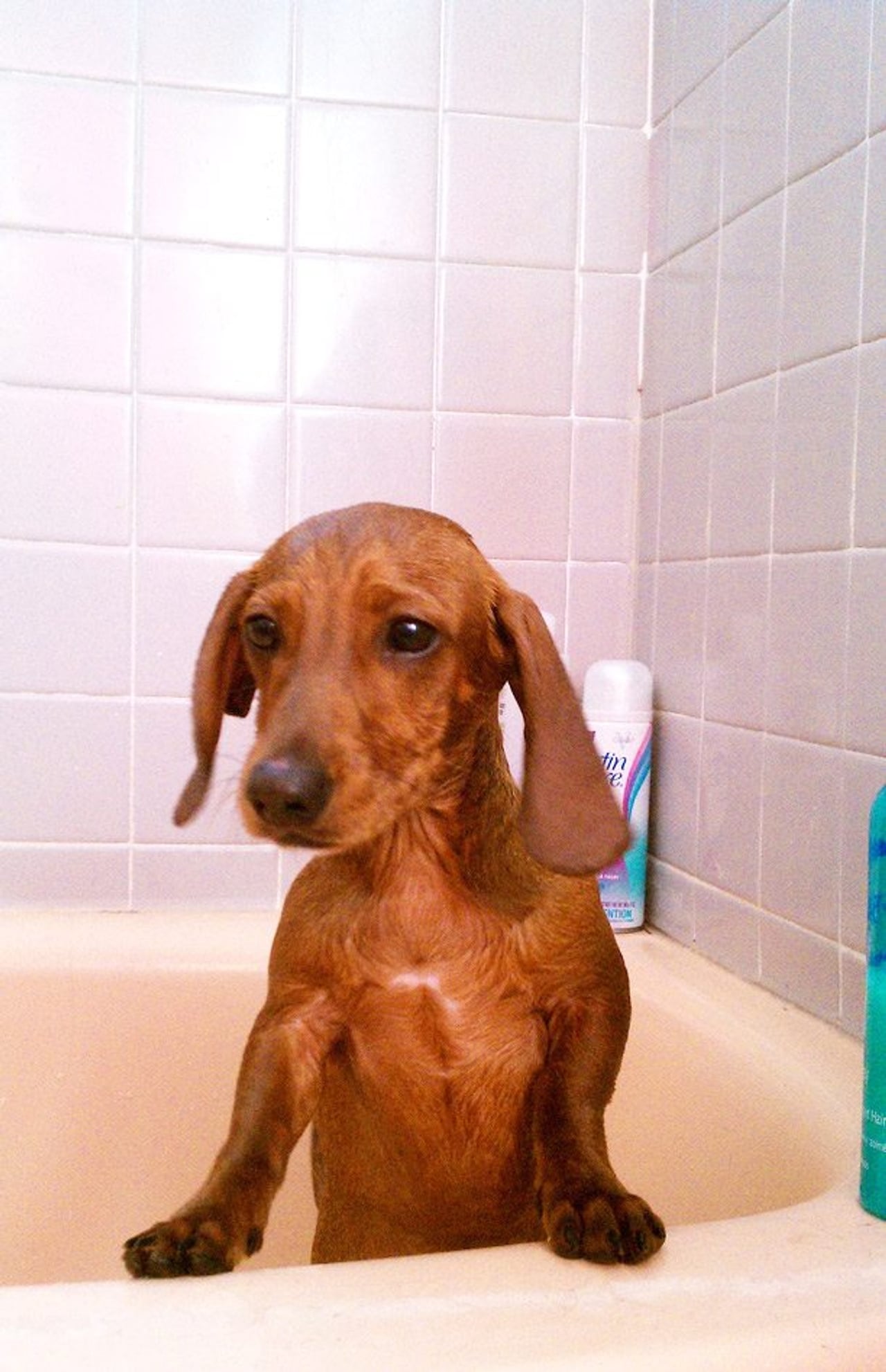 It’s coming! Cute puppies taking baths in a park (for charity)