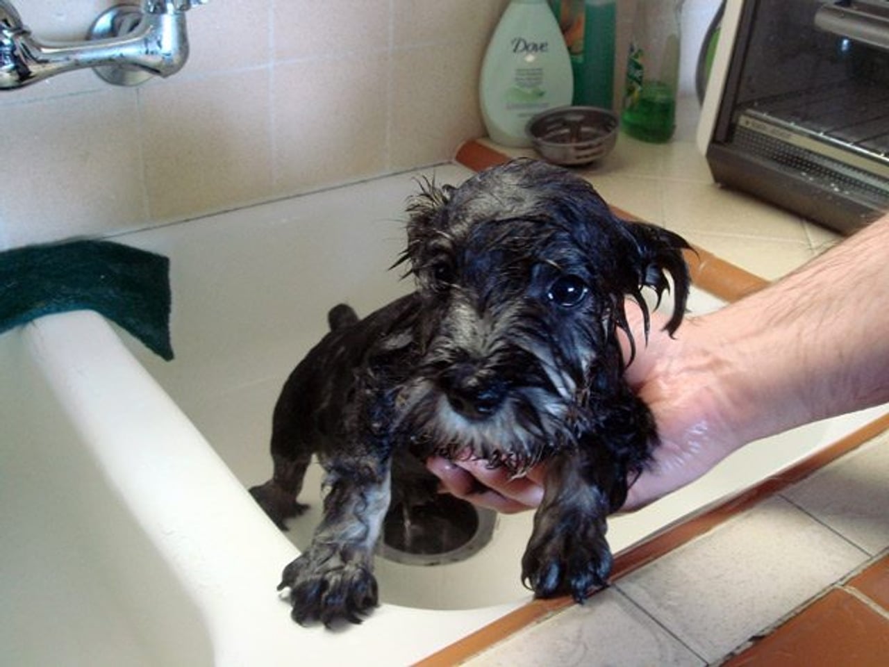 It’s coming! Cute puppies taking baths in a park (for charity)