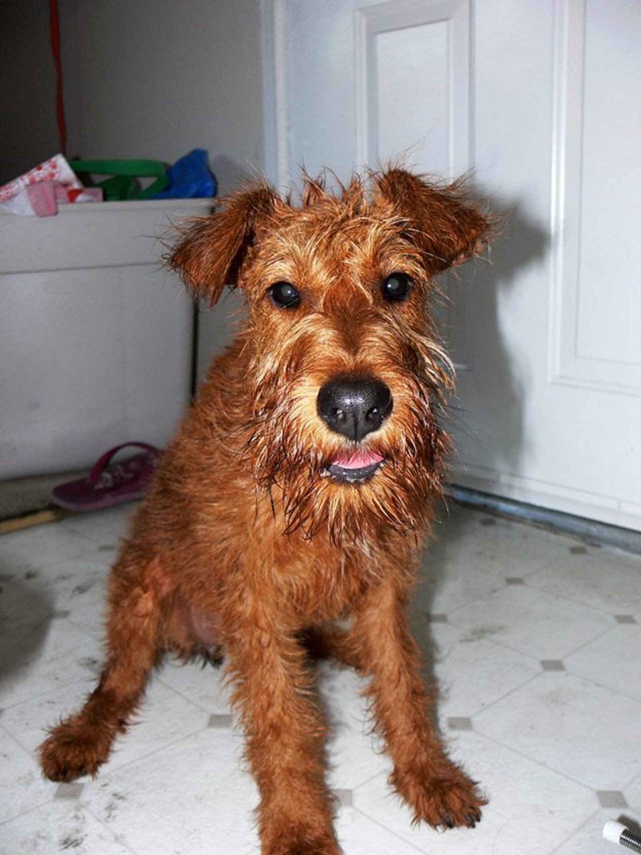 It’s coming! Cute puppies taking baths in a park (for charity)