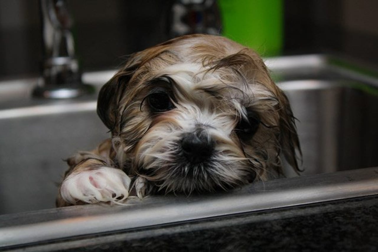 I’m all wet. (Image: Wayne Silver)