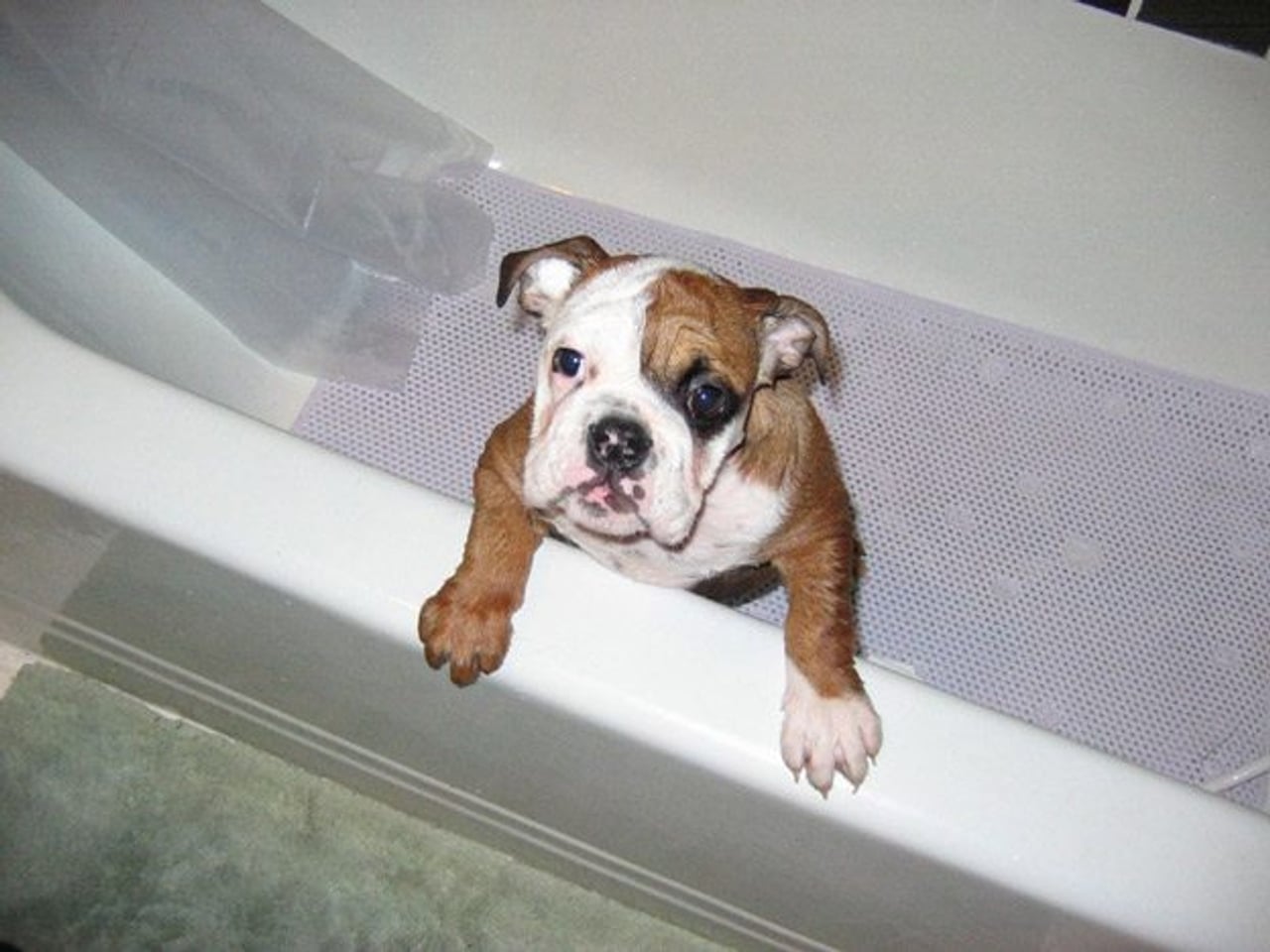 It’s coming! Cute puppies taking baths in a park (for charity)