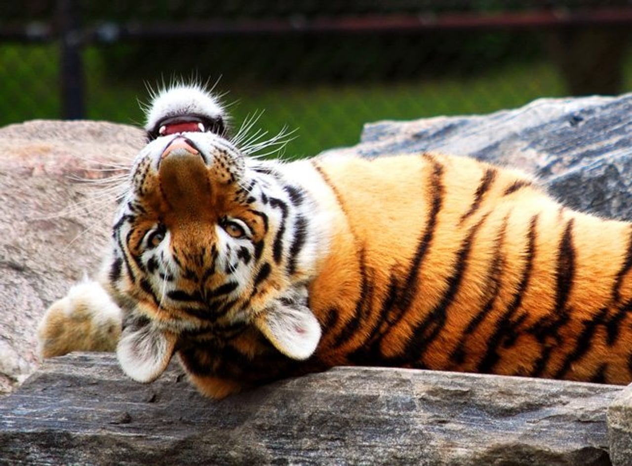 A tiger at the Toronto Zoo—possibly unhappy about the ownership mess (Image: derekp)