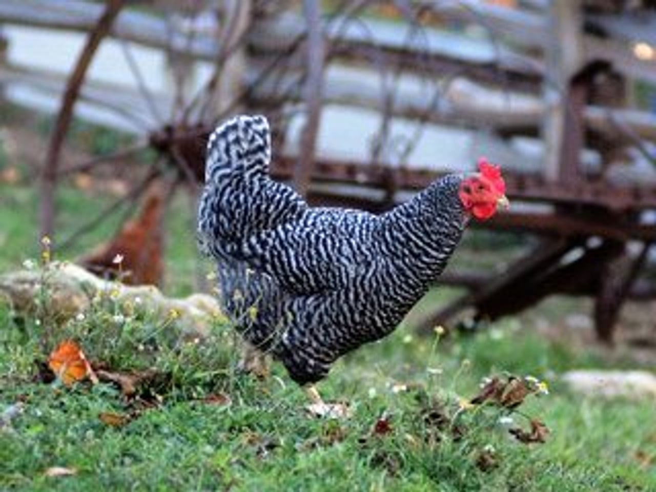 Riverdale Farm, one of the few locations in Toronto where chickens are permitted (Image: Matt Jiggins)