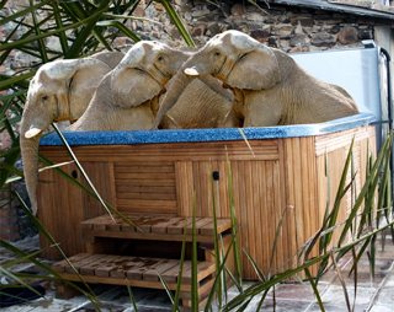 Toronto Zoo’s elephants could be guzzling Gatorade on their way to a hot tub party in Cali