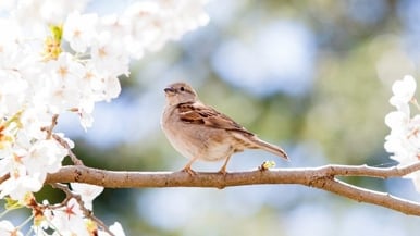 See a sign of springtime? Send us a picture