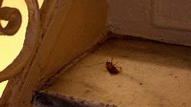 Dear Urban Diplomat: should I confront my brother-in-law over a shoddy home inspection?