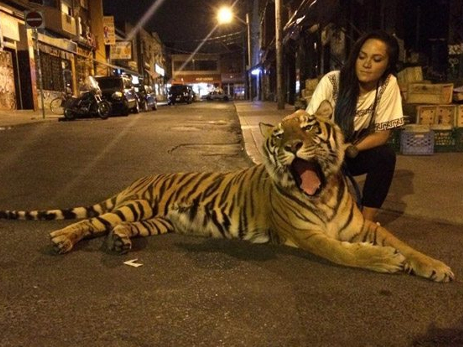 Here is a picture of a tiger in Kensington Market - Toronto Life