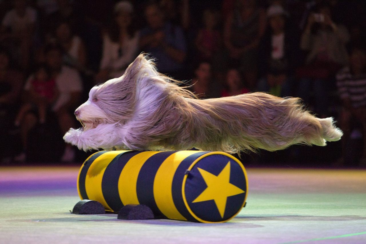 A super dog indeed