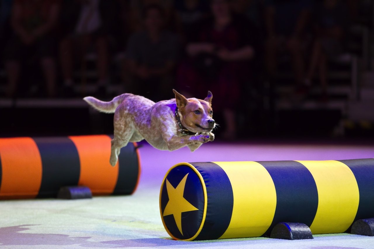 SuperDogs, Elvis Stojko's icy extravaganza and six other must-see shows at the CNE