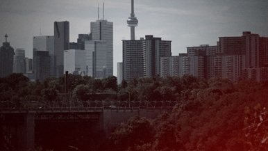 A Nocturnal Animal's guide to TIFF 2016