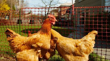 I raised a chicken in my backyard. I loved the fresh eggs, but I hated that bird