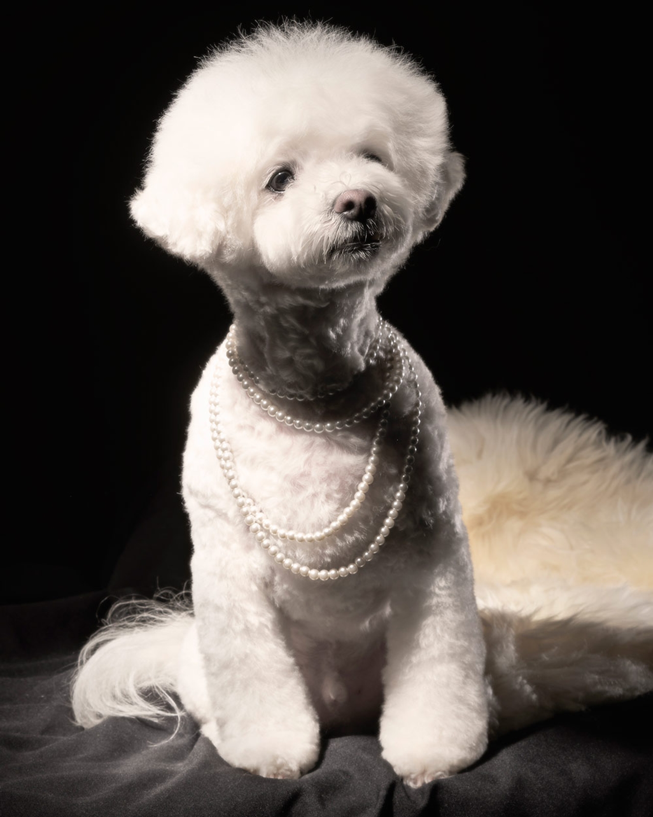 A historic portrait series, glammed-up pups and nine other things to see at this year's Contact Photography Festival