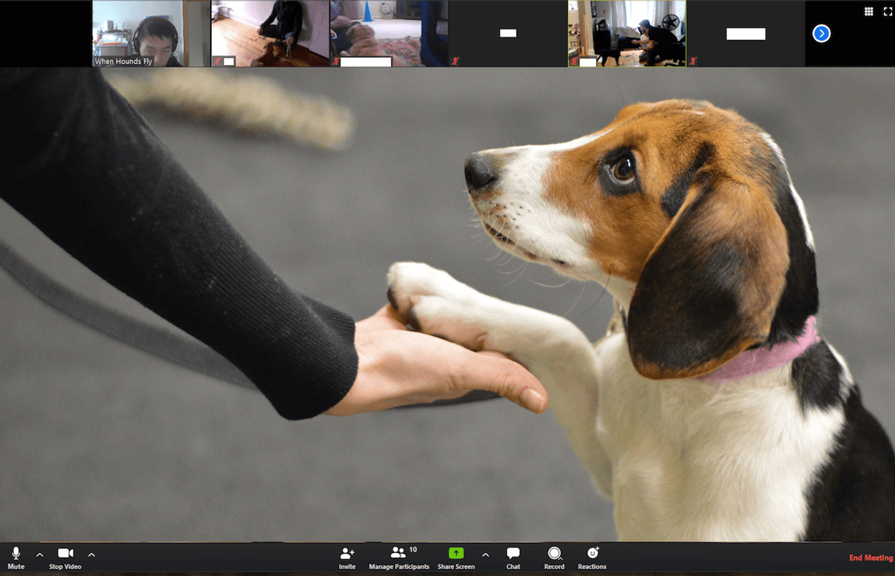 Virtual puppy training, FaceTime board game nights and six other ingenious ways Torontonians are socially distancing
