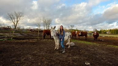 Zoom calls getting boring? This animal sanctuary found a solution: Buckwheat the Donkey