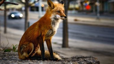 A family of foxes is hanging out around CityPlace