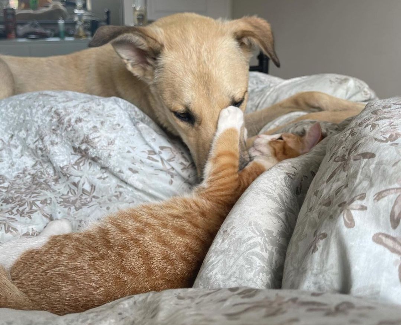 "I probably use his Instagram more than my own": How new pets helped these Torontonians get through the pandemic