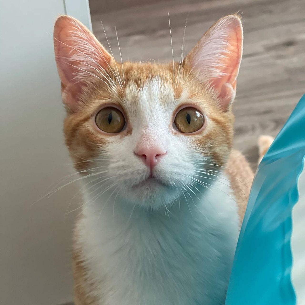 "I probably use his Instagram more than my own": How new pets helped these Torontonians get through the pandemic