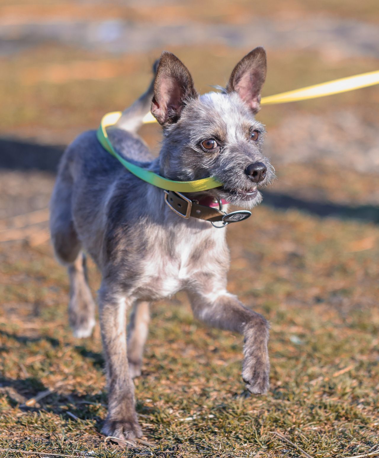 "I probably use his Instagram more than my own": How new pets helped these Torontonians get through the pandemic