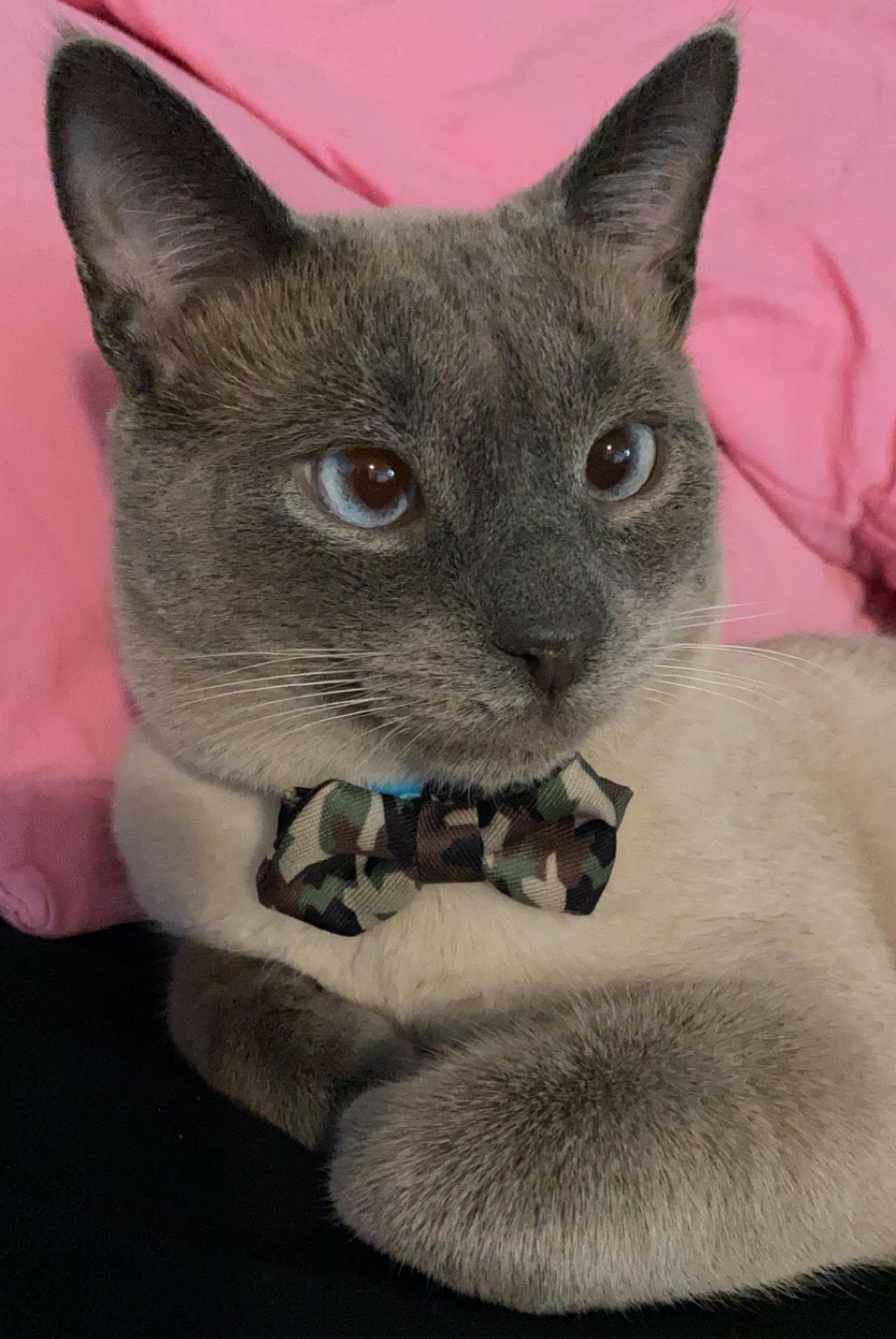 "I probably use his Instagram more than my own": How new pets helped these Torontonians get through the pandemic