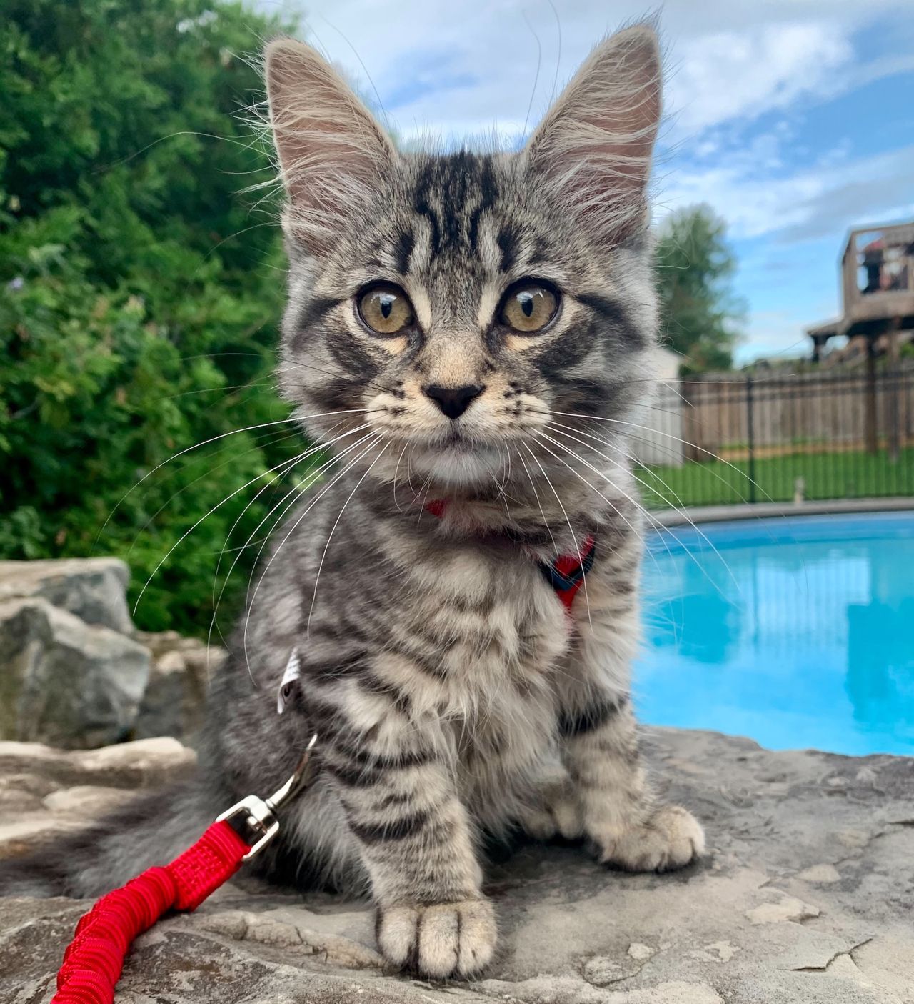 "I probably use his Instagram more than my own": How new pets helped these Torontonians get through the pandemic