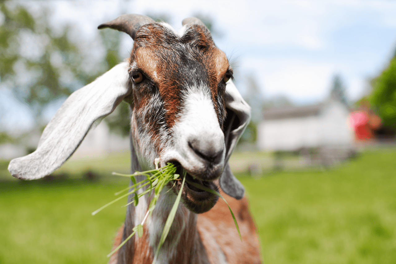 A goat chewing grass.