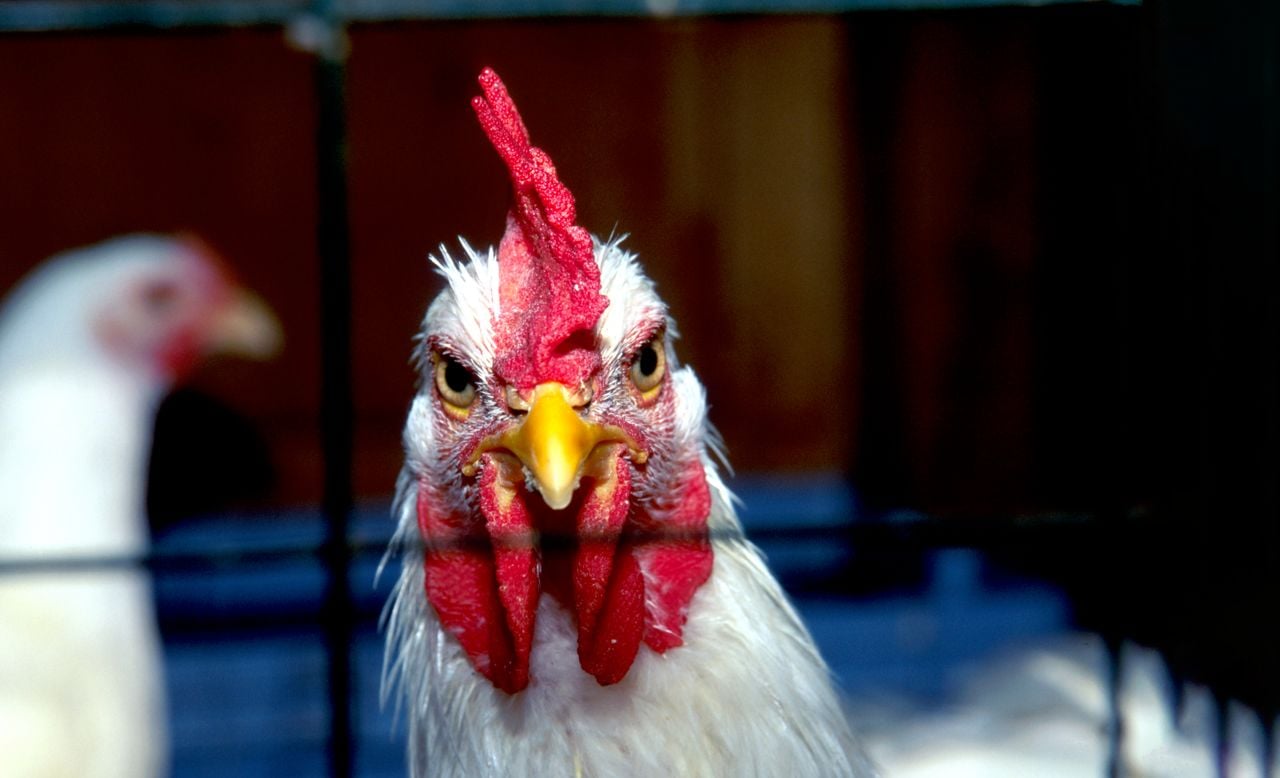 An angry chicken peers through the bars of a cage