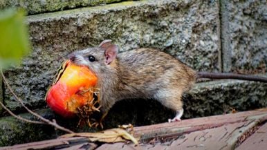 The city may spend $350,000 a year on rat czars