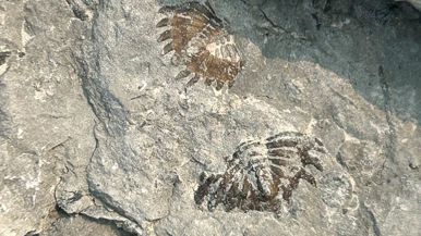 You can find 350-million-year-old fossils less than three hours from Toronto
