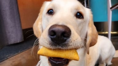 This Toronto restaurant is making Jamaican patties for pooches