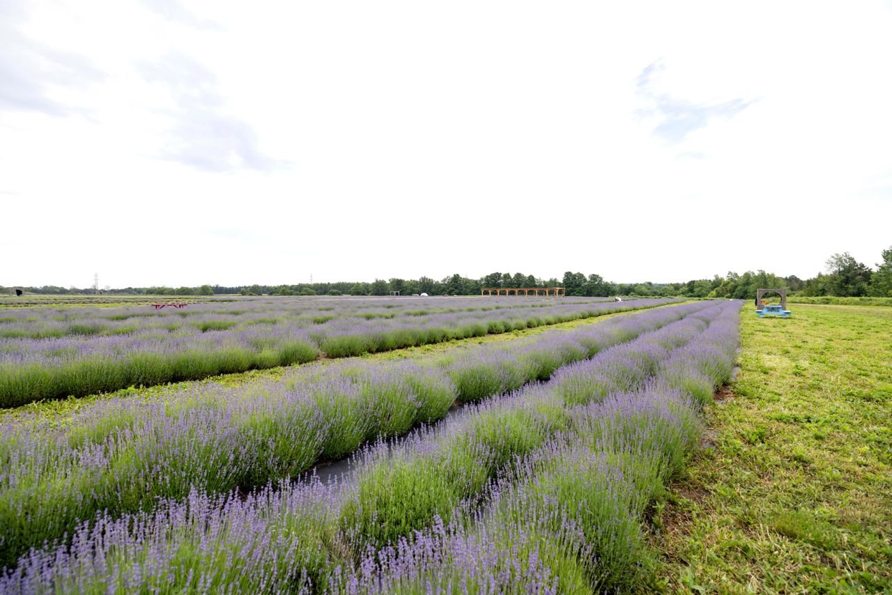 A wide shot of Avalon Lavender Farm in Dufferin County, Ontario