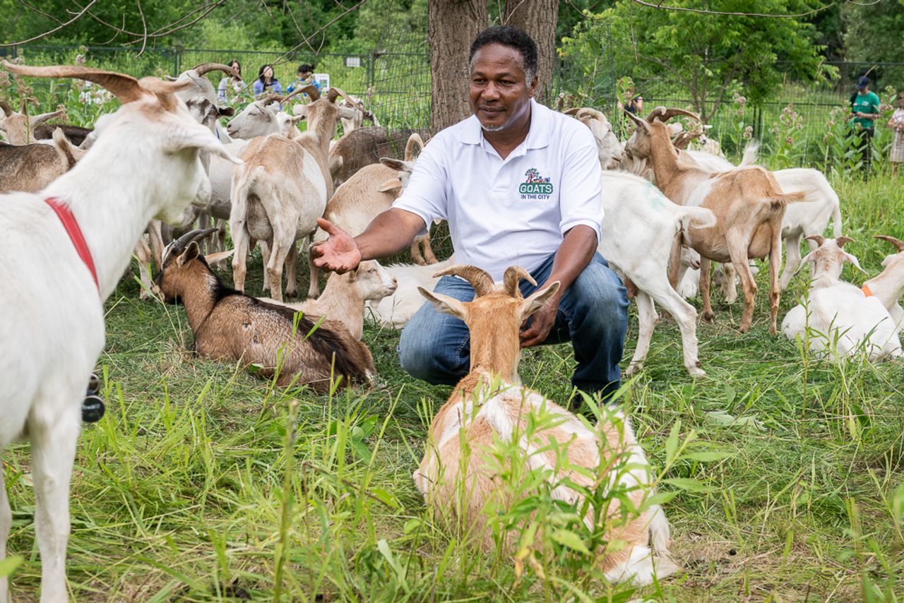 Ian Matthews crouches among his goats