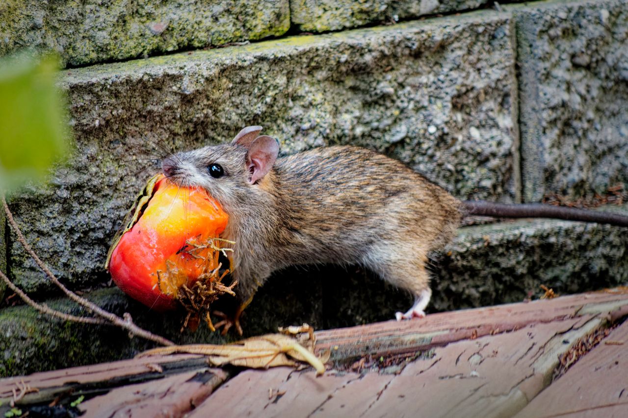 A rat carries a piece of fruit in its mouth
