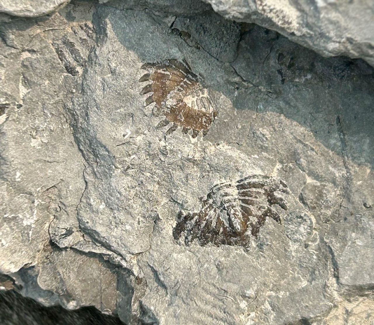 Fossils in a rock at Glen Rock Conservation Area