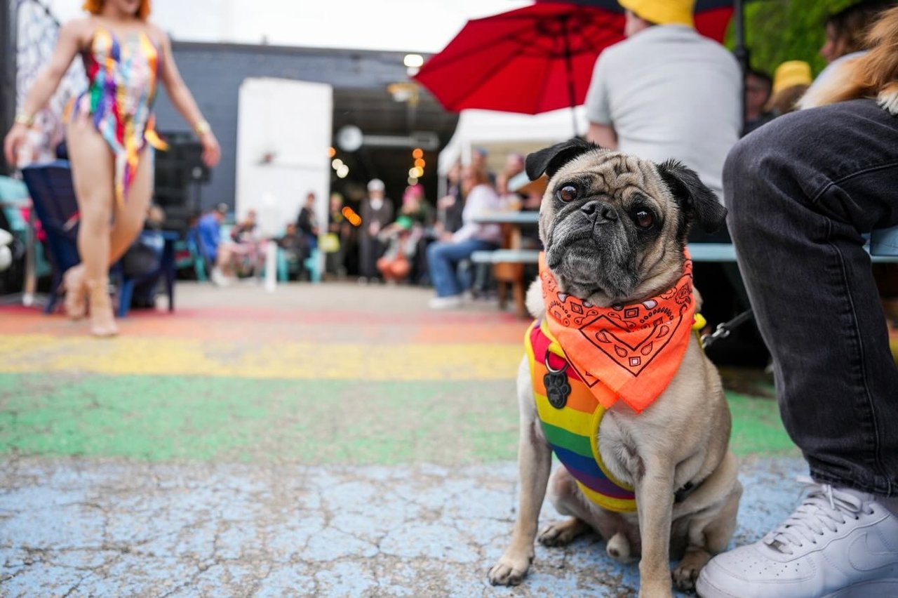 A pug wearing a bandana sits on the patio at Black Lab Brewery