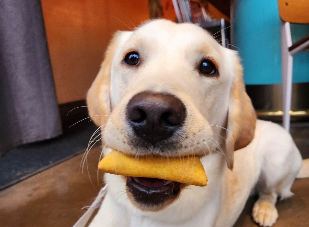 A dog holds a Jamaican patty in its mouth