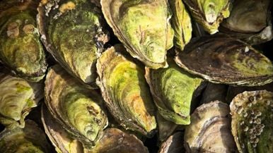 Summerhill is getting a seafood restaurant with some serious pedigree